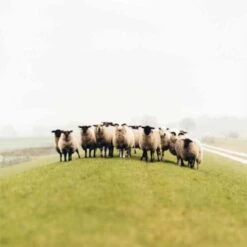 Gebreide Hoofdband Van Wol Freya Sweet Lilac - One Size - Roze -Puur Mode gebreide hoofdband van wol freya sweet lilac one size roze 2